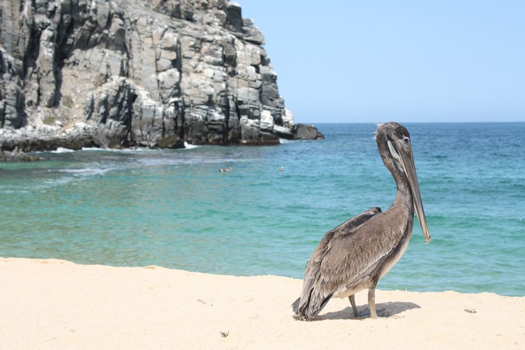 pelican, beach, wildlife-2439133.jpg